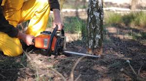 Best Firewood Processing and Delivery  in Felton, DE