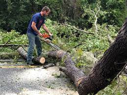 Best Lot and Land Clearing  in Felton, DE