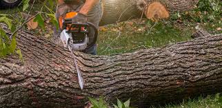 Best Soil Testing and Treatment  in Felton, DE