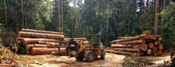 How Our Tree Care Process Works  in  Felton, DE