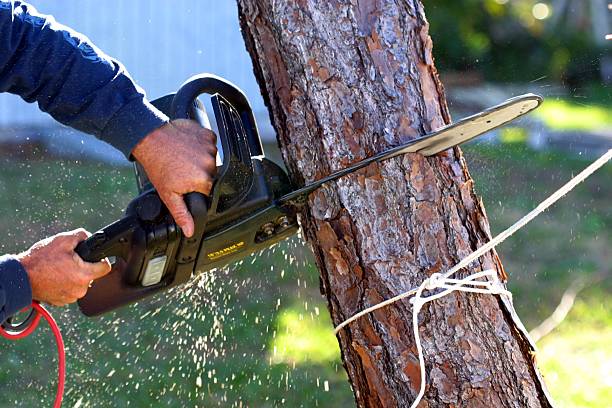 Best Leaf Removal  in Felton, DE