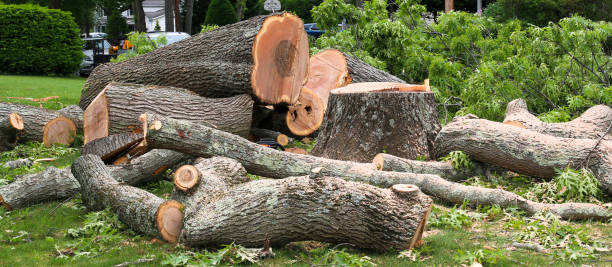 Best Seasonal Cleanup (Spring/Fall)  in Felton, DE