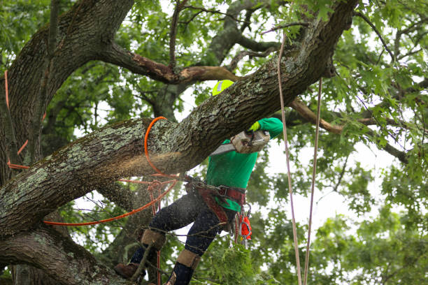 Best Tree Disease Treatment  in Felton, DE