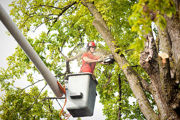 Best Tree and Shrub Care  in Felton, DE