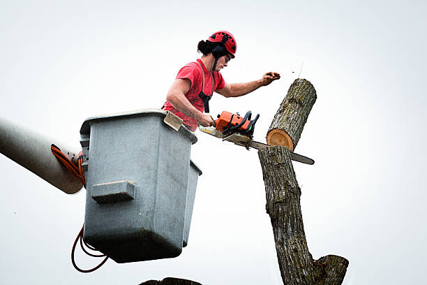 Best Utility Line Clearance  in Felton, DE