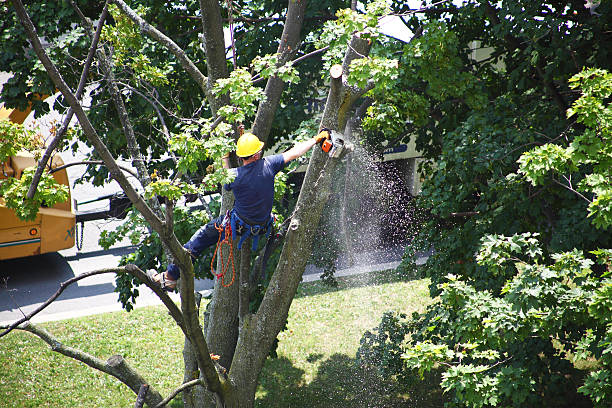 Best Tree Removal  in Felton, DE
