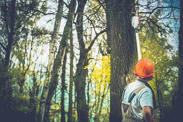 Professional Tree Care in Felton, DE