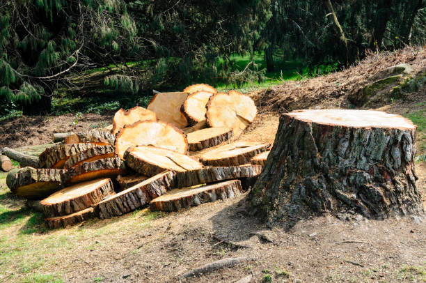 Best Root Management and Removal  in Felton, DE